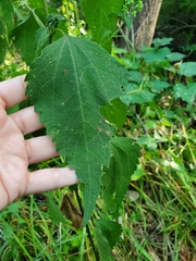Ageratina altissima
