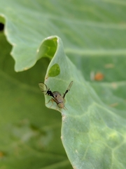 Anomoia purmunda