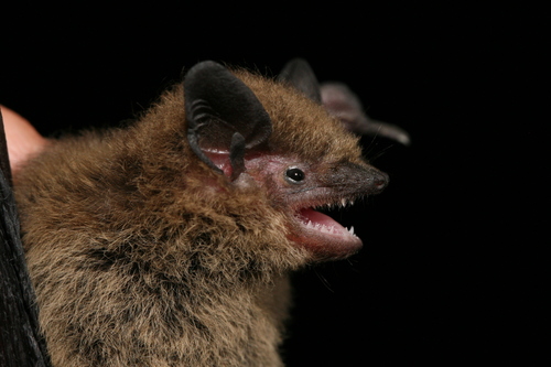 Common Pipistrelle