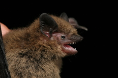 Common Pipistrelle photo 5