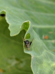 Anomoia purmunda
