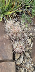 Thelocactus bicolor