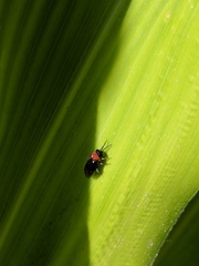 Eutomostethus ephippium