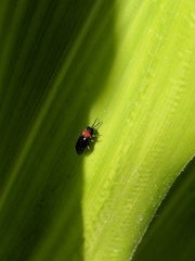 Eutomostethus ephippium