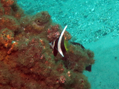 Heniochus diphreutes