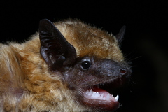 Eptesicus bottae anatolicus