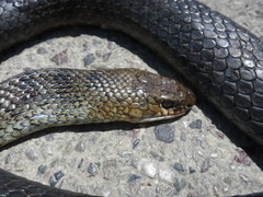 Dolichophis jugularis