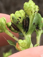 Microrhopala rubrolineata