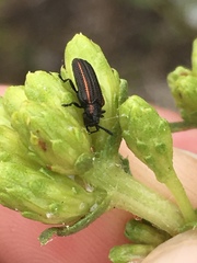 Microrhopala rubrolineata