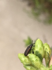 Microrhopala rubrolineata