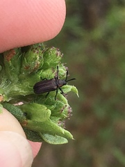 Microrhopala rubrolineata
