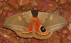 Automeris themis