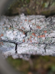 Bacidia rubella