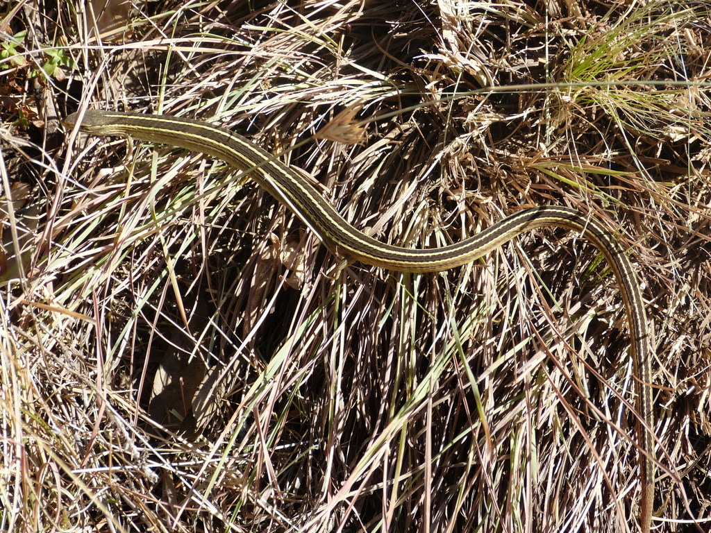 Coppery Grass Lizard