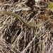African Grass Lizards - Photo (c) Nick Schaller, some rights reserved (CC BY), uploaded by Nick Schaller