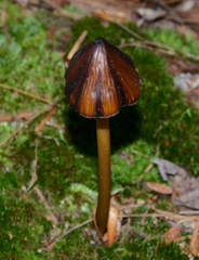 Entoloma luteum