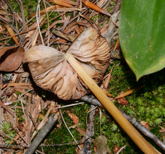 Entoloma luteum