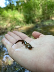 Desmognathus conanti