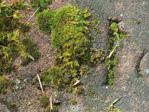 Image of Grimmia trichophylla by (c) Susan Marley, some rights reserved (CC BY)
