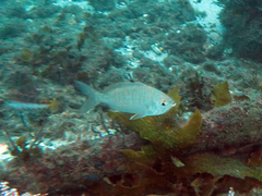 Gerres subfasciatus