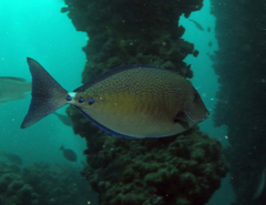 Prionurus maculatus