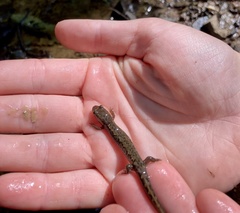 Desmognathus conanti