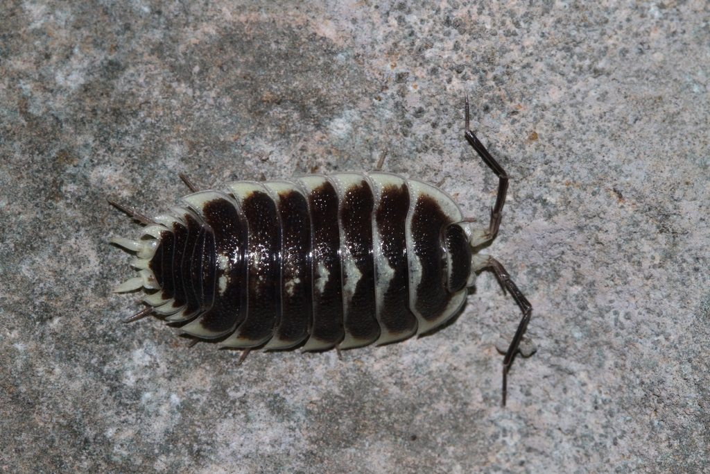 Yellow-bordered Woodlouse