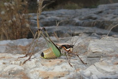 Eupholidoptera smyrnensis