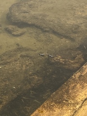 Siphateles boraxobius