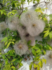Clematis tangutica