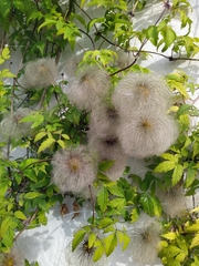 Clematis tangutica