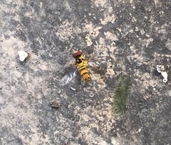 Allograpta obliqua