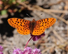 Boloria epithore