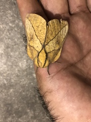 Adeloneivaia