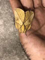 Adeloneivaia