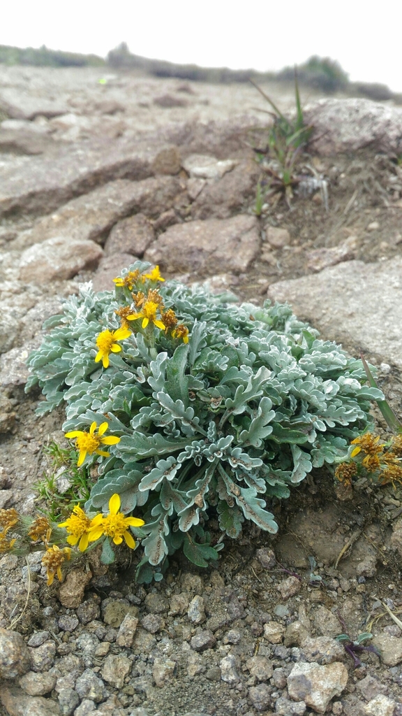 Jacobaea insubrica