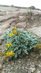 Jacobaea insubrica