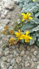 Jacobaea insubrica