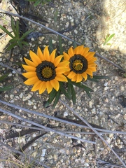 Gazania ciliaris