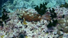 Epinephelus fasciatus