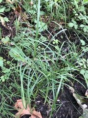 Glyceria elata