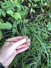 Glyceria elata