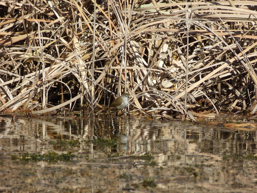Acrocephalus gracilirostris