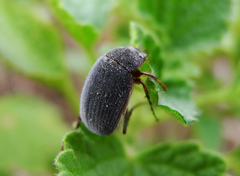 Maladera holosericea