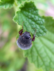 Maladera holosericea