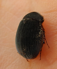 Maladera holosericea