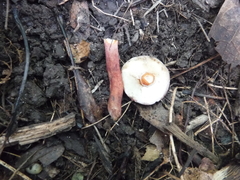 Gyroporus purpurinus
