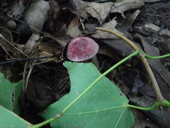 Gyroporus purpurinus