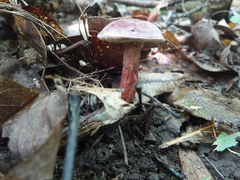 Gyroporus purpurinus