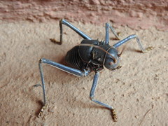 Acanthoplus discoidalis